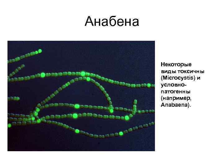 Анабена Некоторые виды токсичны (Microcystis) и условнопатогенны (например, Anabaena). 