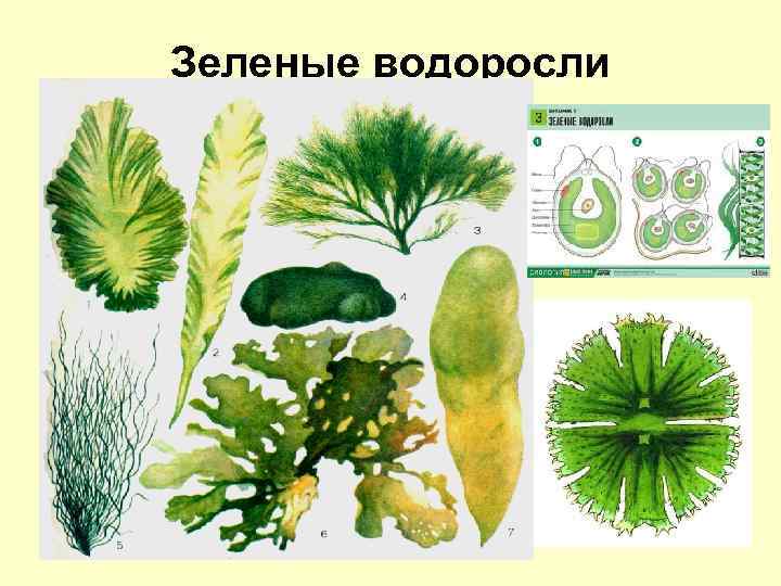 Зеленые водоросли 