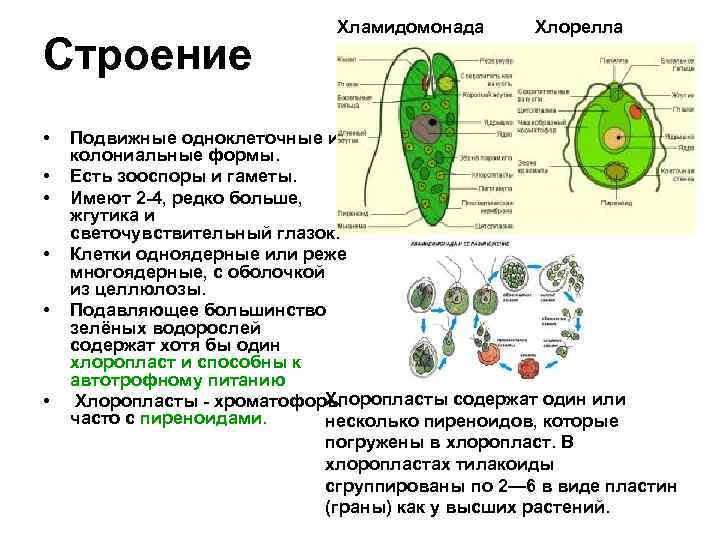 Строение • • • Хламидомонада Хлорелла Подвижные одноклеточные и колониальные формы. Есть зооспоры и