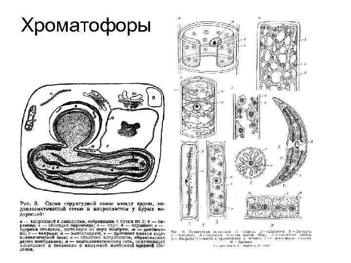 Хроматофоры 