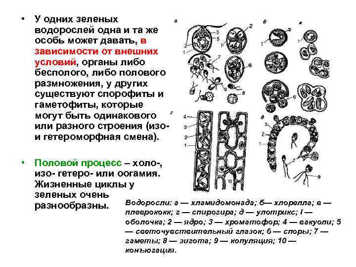  • У одних зеленых водорослей одна и та же особь может давать, в