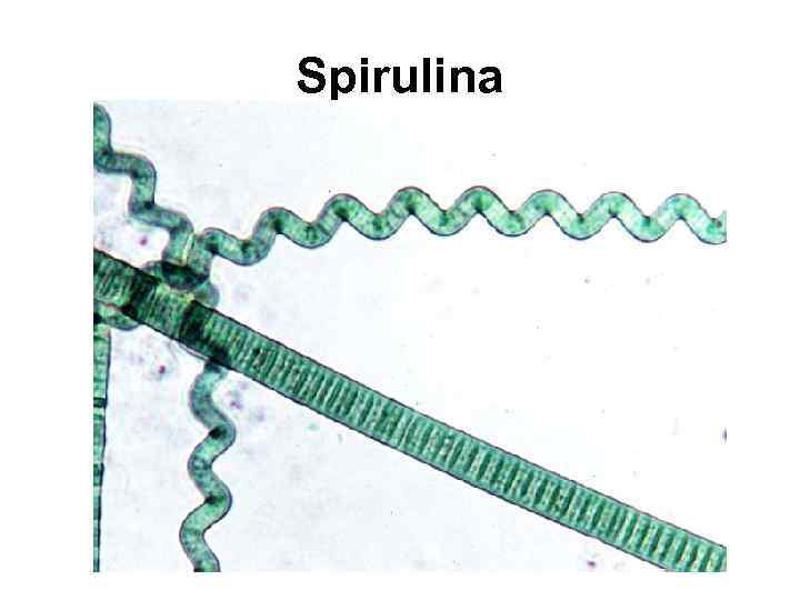 Spirulina 