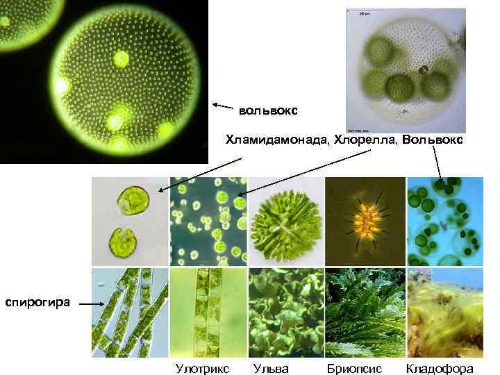 вольвокс Хламидамонада, Хлорелла, Вольвокс спирогира Улотрикс Ульва Бриопсис Кладофора 