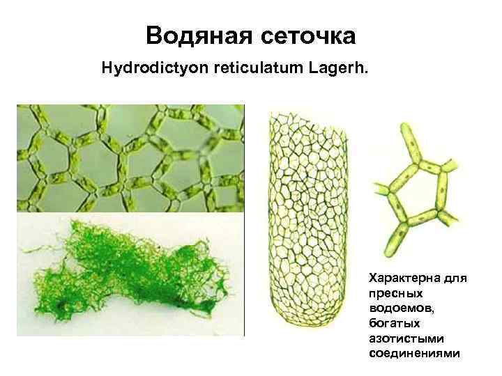 Водяная сеточка Hydrodictyon reticulatum Lagerh. Характерна для пресных водоемов, богатых азотистыми соединениями 