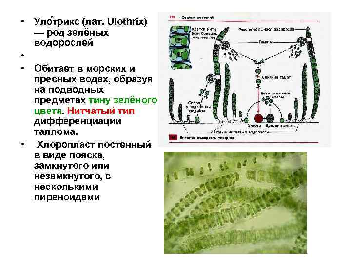  • Уло трикс (лат. Ulothrix) — род зелёных водорослей • • Обитает в
