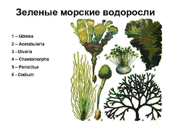 Зеленые морские водоросли 1 – Udotea 2 – Acetabularia 3 - Ulvaria 4 –
