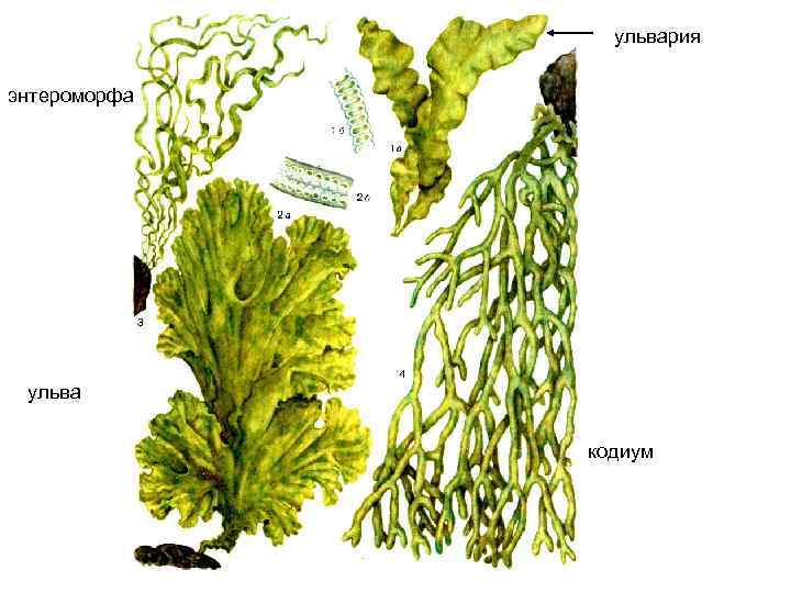 ульвария энтероморфа ульва кодиум 
