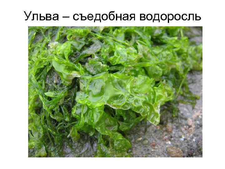 Ульва – съедобная водоросль 