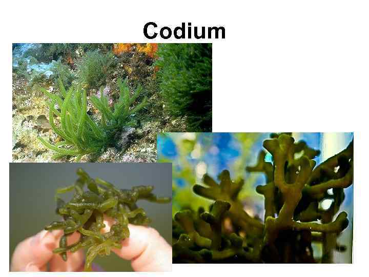 Codium 