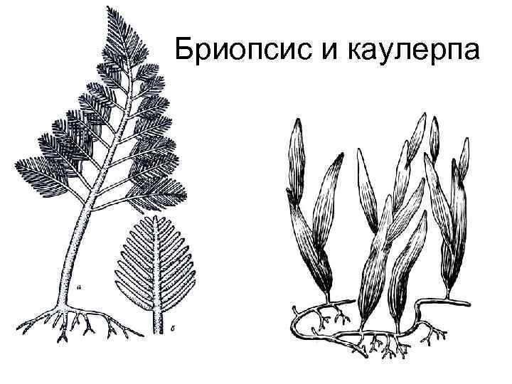Бриопсис и каулерпа 