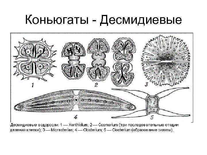 Коньюгаты - Десмидиевые 