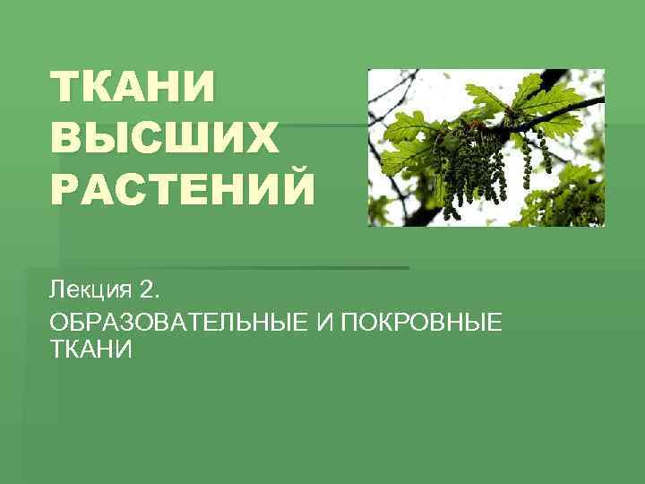 ТКАНИ ВЫСШИХ РАСТЕНИЙ Лекция 2. ОБРАЗОВАТЕЛЬНЫЕ И ПОКРОВНЫЕ ТКАНИ 