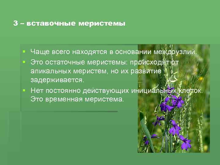 3 – вставочные меристемы § Чаще всего находятся в основании междоузлий. § Это остаточные