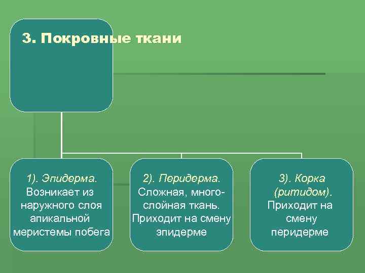 3. Покровные ткани 1). Эпидерма Возникает из наружного слоя апикальной меристемы побега 2). Перидерма