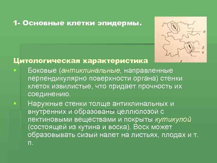 1 - Основные клетки эпидермы. Цитологическая характеристика § Боковые (антиклинальные, направленные перпендикулярно поверхности органа)