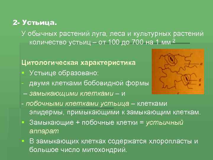 2 - Устьица. У обычных растений луга, леса и культурных растений количество устьиц –