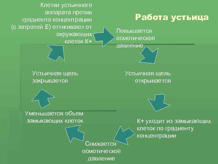 Клетки устьичного аппарата против градиента концентрации (с затратой Е) оттягивают от окружающих клеток К+