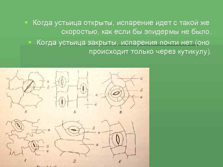 § Когда устьица открыты, испарение идет с такой же скоростью, как если бы эпидермы