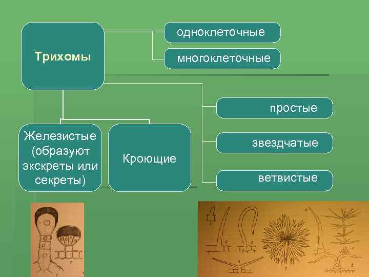одноклеточные Трихомы многоклеточные простые Железистые (образуют экскреты или секреты) звездчатые Кроющие ветвистые 