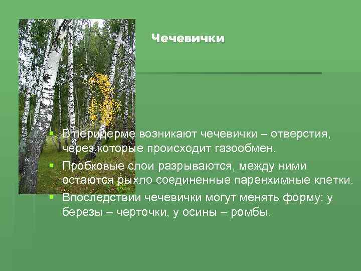 Чечевички § В перидерме возникают чечевички – отверстия, через которые происходит газообмен. § Пробковые