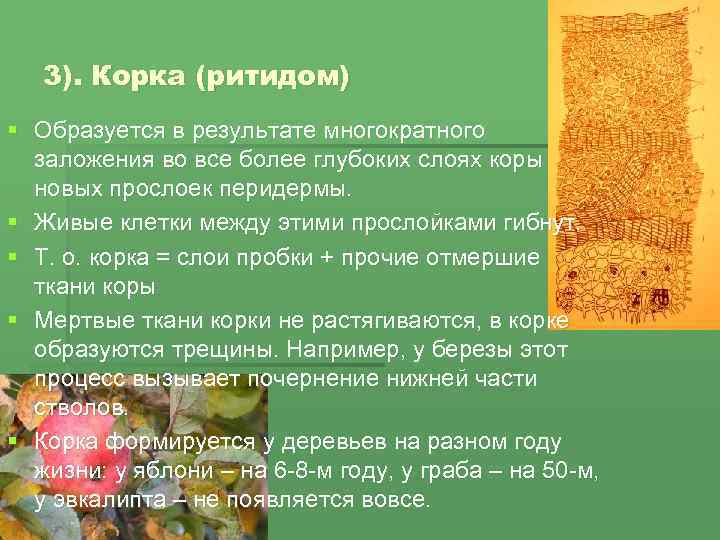 3). Корка (ритидом) § Образуется в результате многократного заложения во все более глубоких слоях