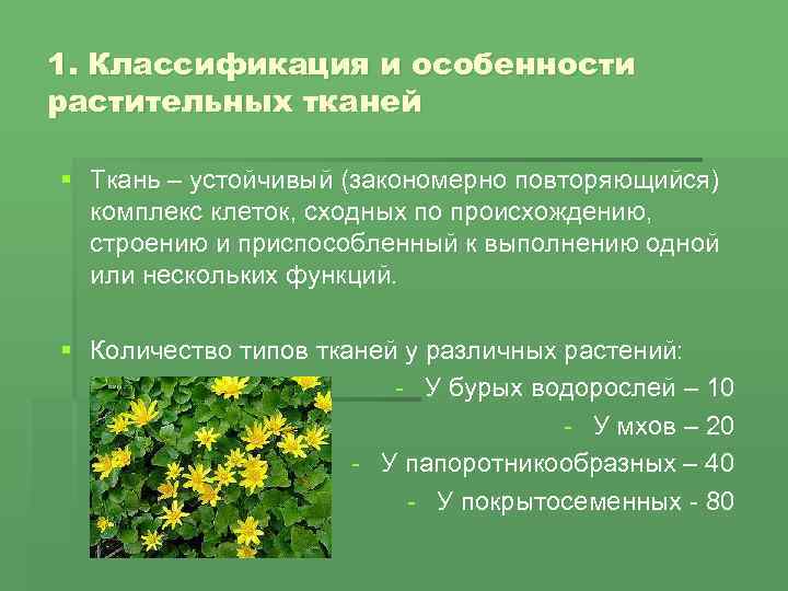 1. Классификация и особенности растительных тканей § Ткань – устойчивый (закономерно повторяющийся) комплекс клеток,