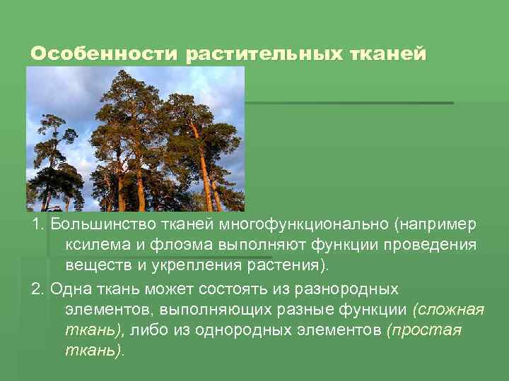 Особенности растительных тканей 1. Большинство тканей многофункционально (например ксилема и флоэма выполняют функции проведения