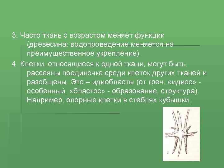 3. Часто ткань с возрастом меняет функции (древесина: водопроведение меняется на преимущественное укрепление). 4.