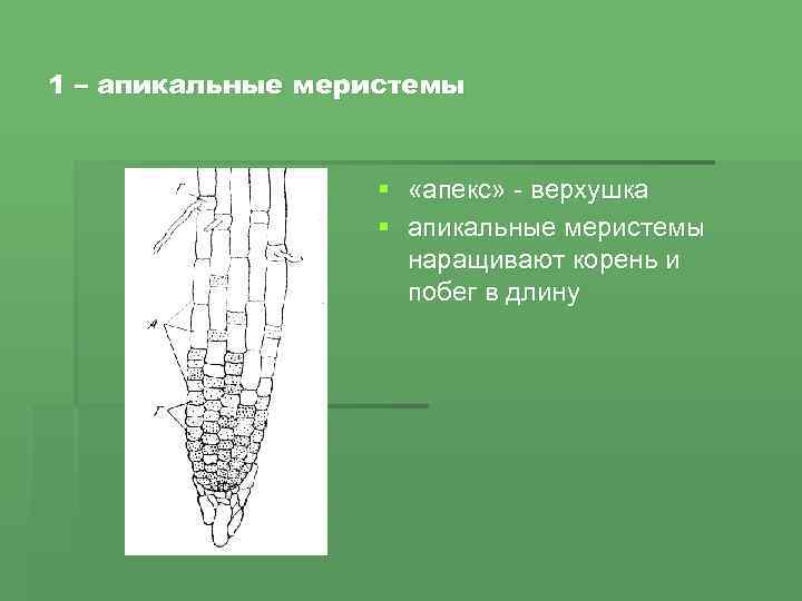 1 – апикальные меристемы § «апекс» - верхушка § апикальные меристемы наращивают корень и