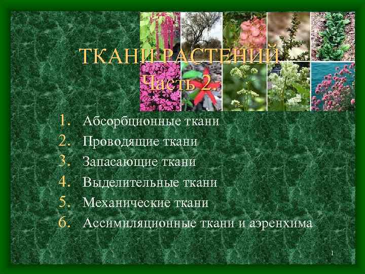 ТКАНИ РАСТЕНИЙ Часть 2. 1. 2. 3. 4. 5. 6. Абсорбционные ткани Проводящие ткани