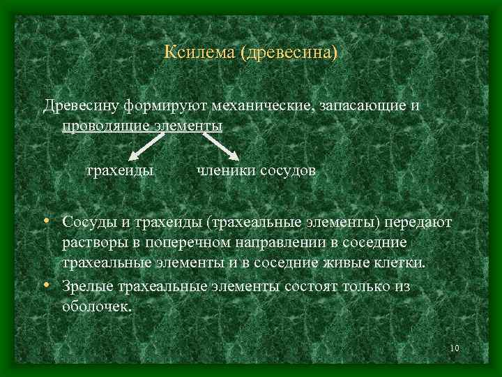 Ксилема (древесина) Древесину формируют механические, запасающие и проводящие элементы трахеиды членики сосудов • Сосуды