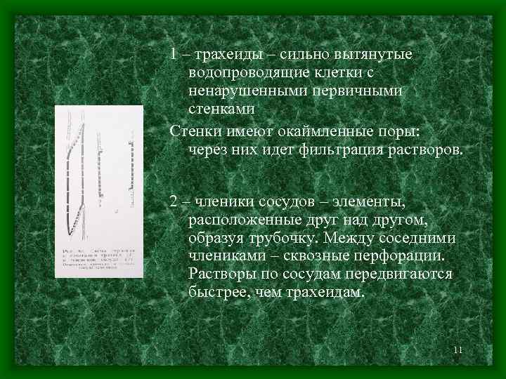 1 – трахеиды – сильно вытянутые водопроводящие клетки с ненарушенными первичными стенками Стенки имеют