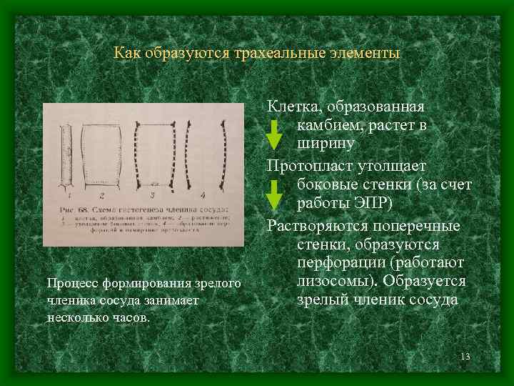 Как образуются трахеальные элементы Процесс формирования зрелого членика сосуда занимает несколько часов. Клетка, образованная