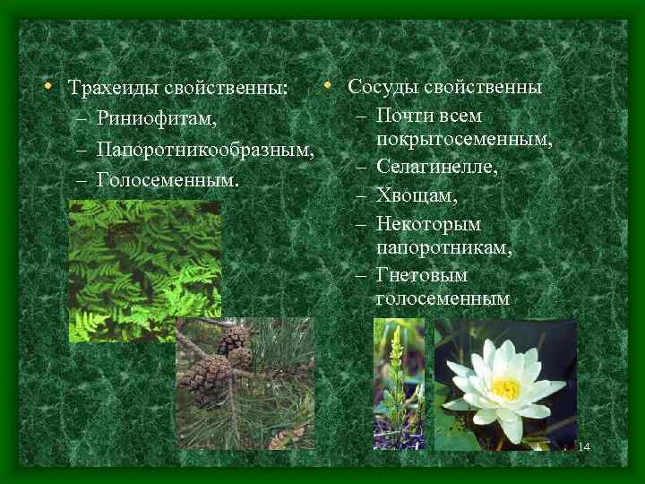  • Трахеиды свойственны: – Риниофитам, – Папоротникообразным, – Голосеменным. • Сосуды свойственны –