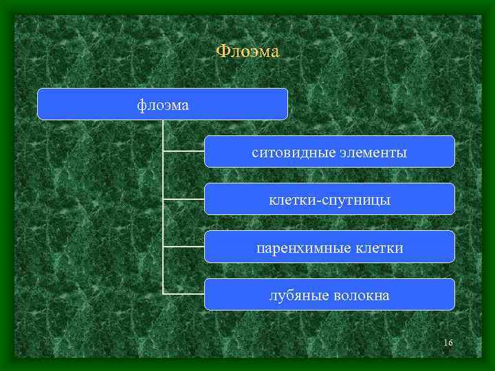 Флоэма флоэма ситовидные элементы клетки-спутницы паренхимные клетки лубяные волокна 16 