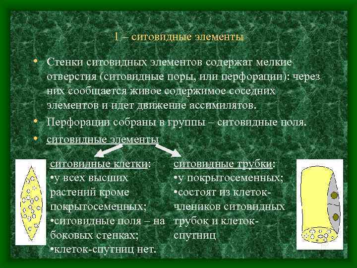 1 – ситовидные элементы • Стенки ситовидных элементов содержат мелкие отверстия (ситовидные поры, или