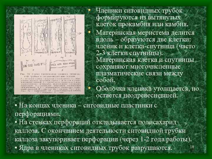  • Членики ситовидных трубок формируются из вытянутых клеток прокамбия или камбия. • Материнская