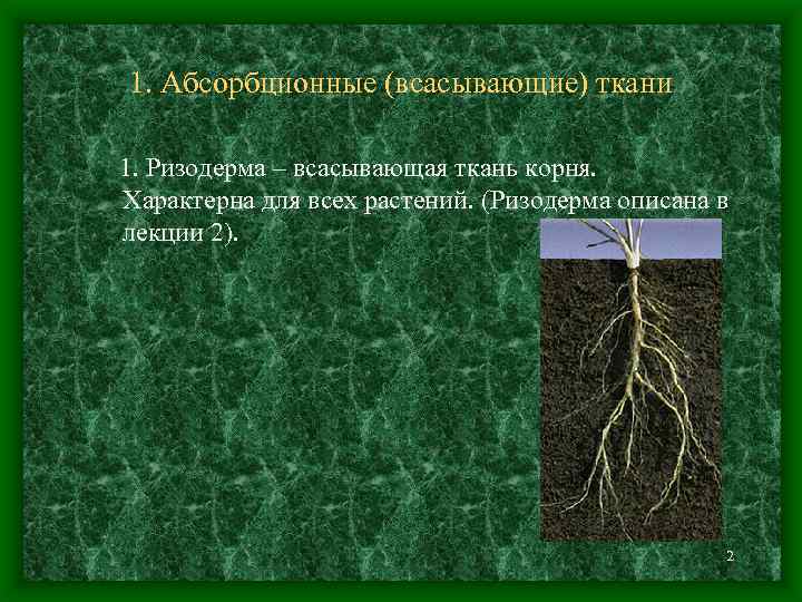 Корневые ткани. Ризодерма всасывающая ткань. Всасывающая ткань растений. Ткани корней растений. Всасывающая ткань корня.