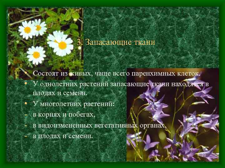 3. Запасающие ткани • Состоят из живых, чаще всего паренхимных клеток. • У однолетних