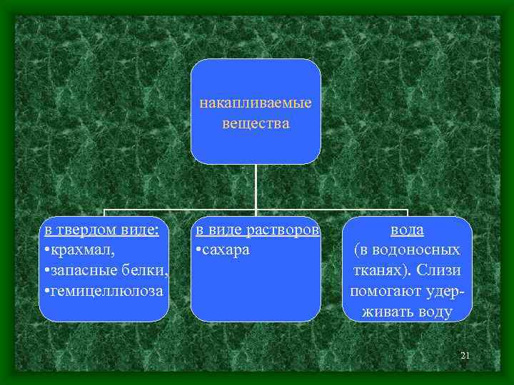 накапливаемые вещества в твердом виде: • крахмал, • запасные белки, • гемицеллюлоза в виде