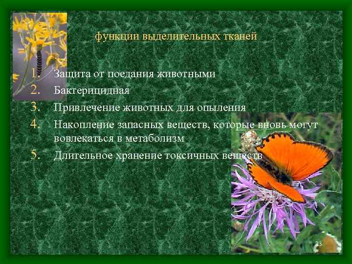 функции выделительных тканей 1. 2. 3. 4. 5. Защита от поедания животными Бактерицидная Привлечение