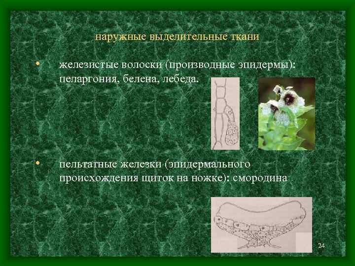 наружные выделительные ткани • железистые волоски (производные эпидермы): пеларгония, белена, лебеда. • пельтатные железки