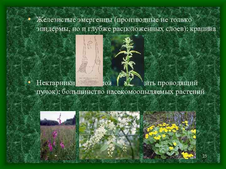  • Железистые эмергенцы (производные не только эпидермы, но и глубже расположенных слоев): крапива