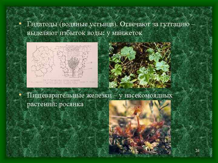  • Гидатоды (водяные устьица). Отвечают за гуттацию – выделяют избыток воды: у манжеток