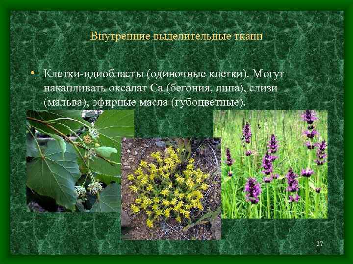 Внутренние выделительные ткани • Клетки-идиобласты (одиночные клетки). Могут накапливать оксалат Са (бегония, липа), слизи
