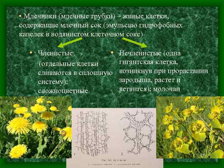  • Млечники (млечные трубки) – живые клетки, содержащие млечный сок (эмульсию гидрофобных капелек