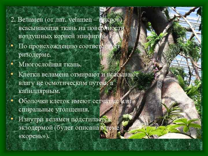 2. Веламен (от лат. velamen – покров) – всасывающая ткань на поверхности воздушных корней