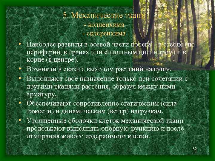 5. Механические ткани - колленхима - склеренхима • Наиболее развиты в осевой части побега