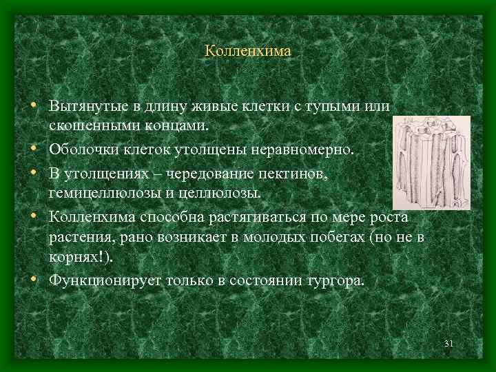 Колленхима • Вытянутые в длину живые клетки с тупыми или • • скошенными концами.