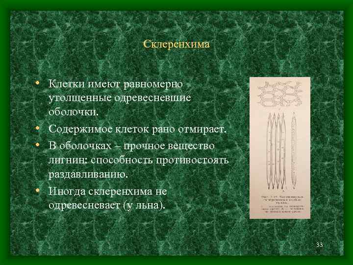 Склеренхима • Клетки имеют равномерно утолщенные одревесневшие оболочки. • Содержимое клеток рано отмирает. •